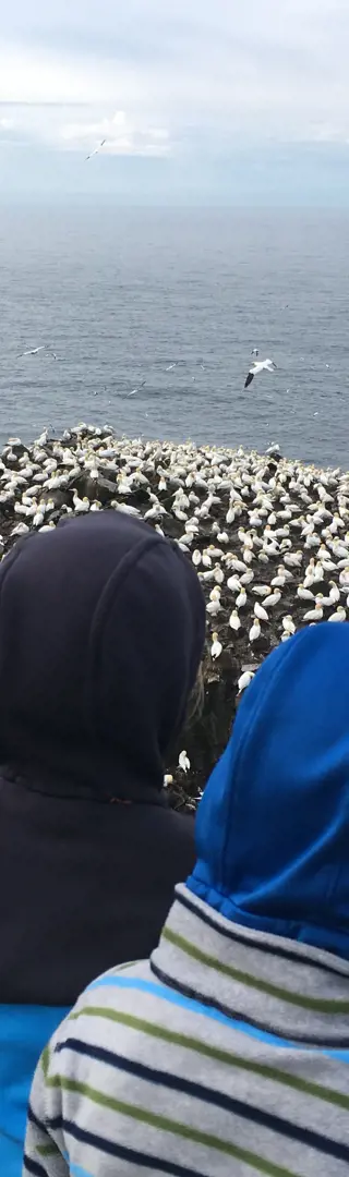Cape St. Mary's Ecological Reserve